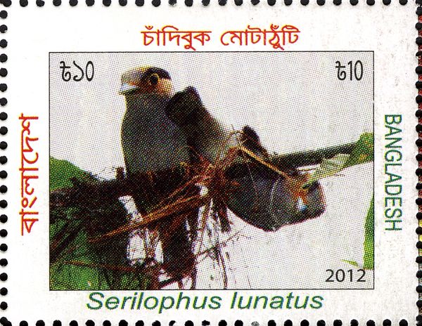 Silver-breasted Broadbil (Serilophus lunatus)