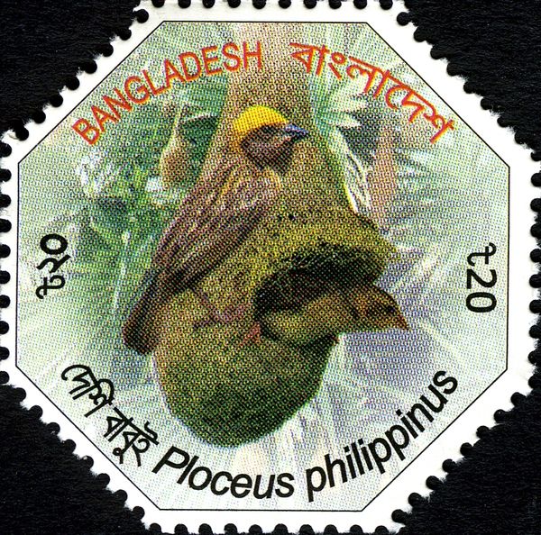 Baya Weaver (Ploceus Philippinus)