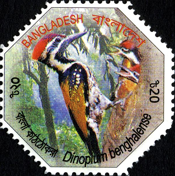 Black-rumped Flameback (Dinopium benghalense)