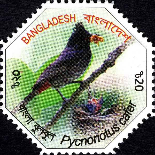 Red-vented Bulbul (Pycnonotus cafer)