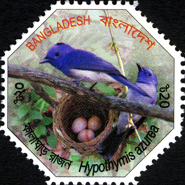 Black-naped Monarch (Hypothymis azurea)