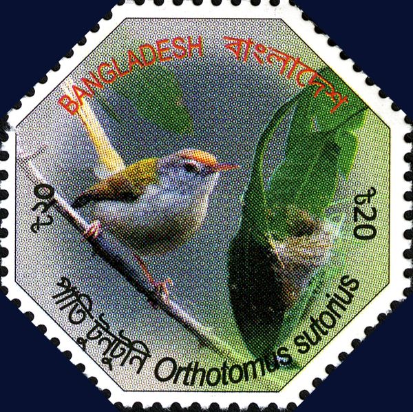Common Tailorbird (Orthotomus sutorius)