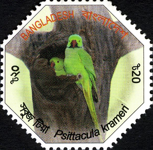 Rose-ringed Parakeet (Psittacula krameri)