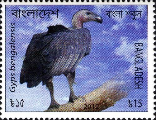 White-rumped Vulture (Gyps bengalensis)