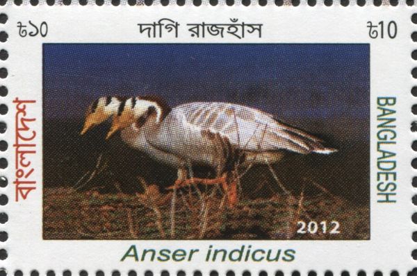 Bar-headed Goose (Anser indicus)