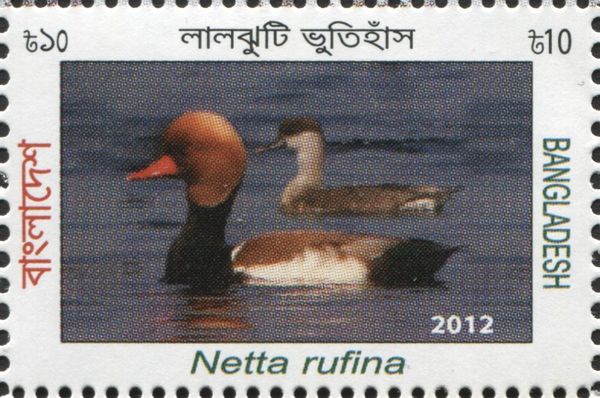 Red-crested Pochard (Netta rufina)