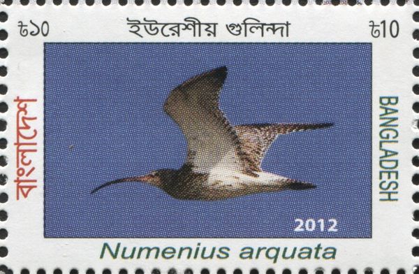 Eurasian Curlew (Numenius arquata)