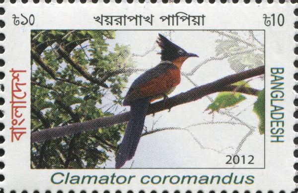 Chestnut-winged Cuckoo (Clamator coromandus)