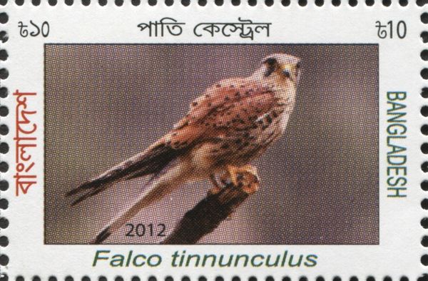 Common Kestrel (Falco tinnunculus)