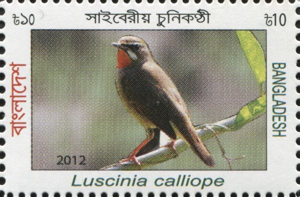 Siberian Rubythroat (Luscinia calliope)