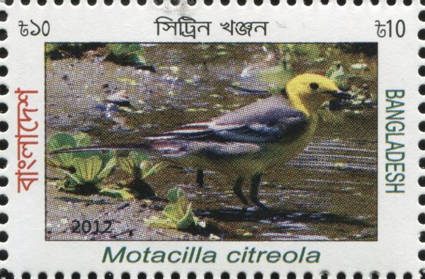 Citrine Wagtail (Motacilla citreola)