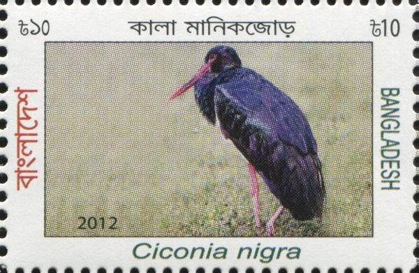 Black Stork (Ciconia nigra)
