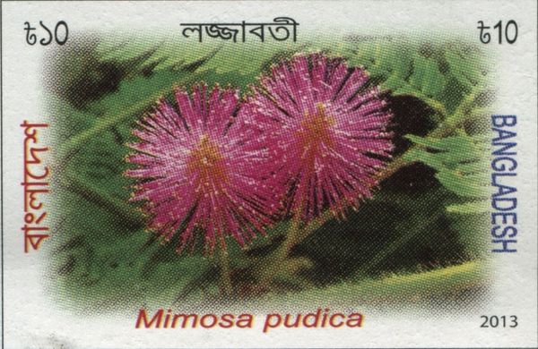 Mimosa pudica