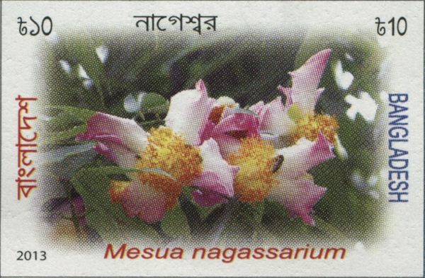 Mesua nagassarium
