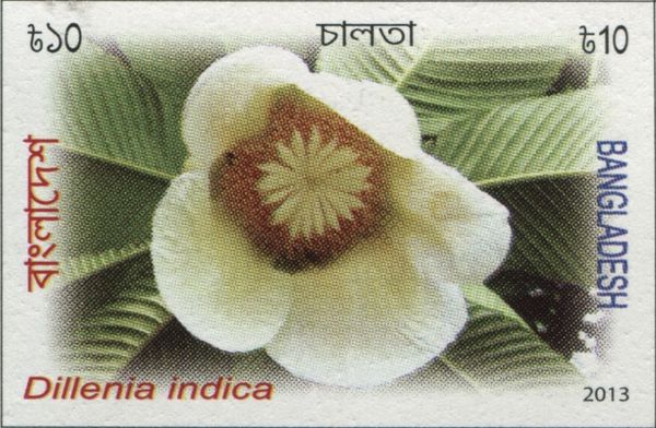Dillenia indica