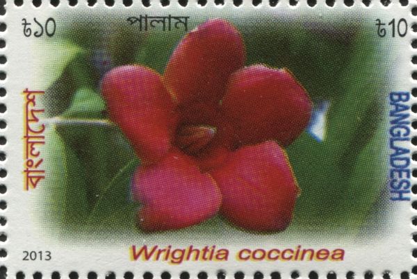 Wrightia coccinea