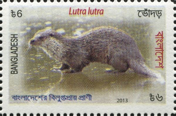 Eurasian otter (Lutra lutra)