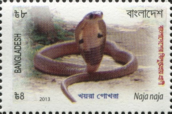 Indian cobra (Naja naja)