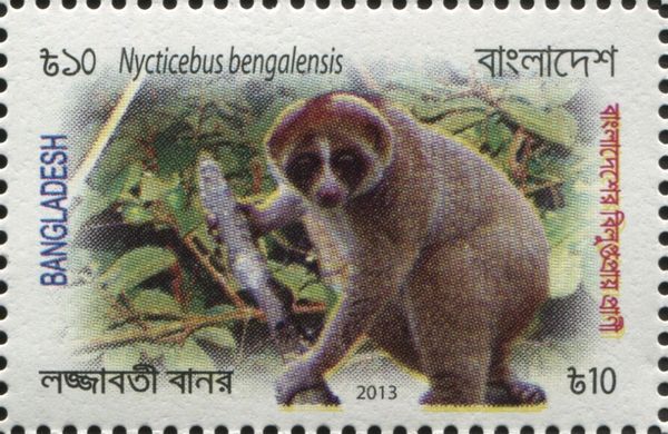 Bengal Slow Loris (Nycticebus bengalensis)