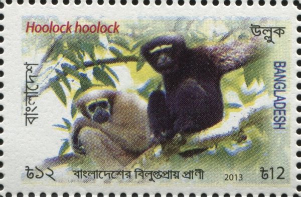 Western hoolock gibbon (Hoolock hoolock)