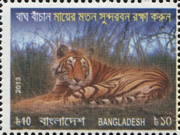 Bengal Tiger (Panthera tigris tigris)