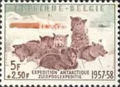 Sled Dogs - Huskies (Canis lupus familiaris)