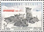 Sled Dogs - Huskies (Canis lupus familiaris)