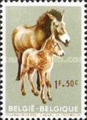 Przewalski's Horse (Equus ferus przewalskii)