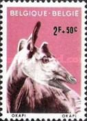 Okapi (Okapia johnstoni)