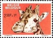 Northern Giraffe (Giraffa camelopardalis)