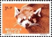 Red Panda (Ailurus fulgens)