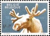 Moose (Alces alces)