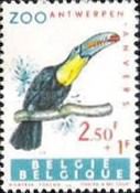 Keel-billed Toucan (Ramphastos sulfuratus)