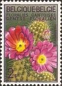 Hedgehog Cactus (Echinocereus fendleri)