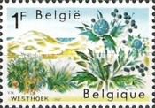 Dunes and Eryngium maritimum (Flowers), Westhoek