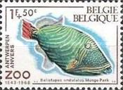 Orange-lined Triggerfish (Balistapus undulatus)