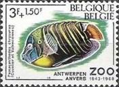 Goldtail Angelfish (Pomacanthus chrysurus)
