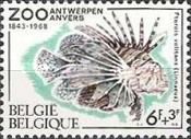 Red Lionfish (Pterois volitans)