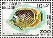 Raccoon Butterflyfish (Chaetodon lunula)