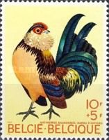 Barbu d'Anvers (Gallus gallus domesticus)
