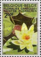 Water Lily (Nymphaea sunrise)