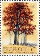 Beech Tree in National Botanical Gardens (Fagus silvatica)