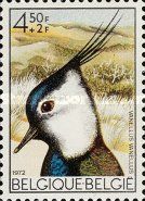 Northern Lapwing (Vanellus vanellus)