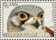 Common Kestrel (Falco tinnunculus)