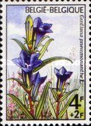 Marsh Gentian (Gentiana pneumonanthe)