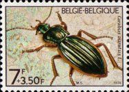 Golden Ground Beetle (Carabus auratus)