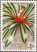 Blushing Bromeliad (Neoregelia carolinae)