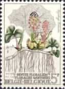 Butterbur (Tussilago petasites)