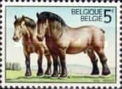 Ardennes Draft Horses