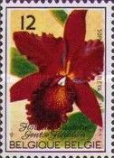 Sophrolaeliocattleya Riffe "Burlingame"
